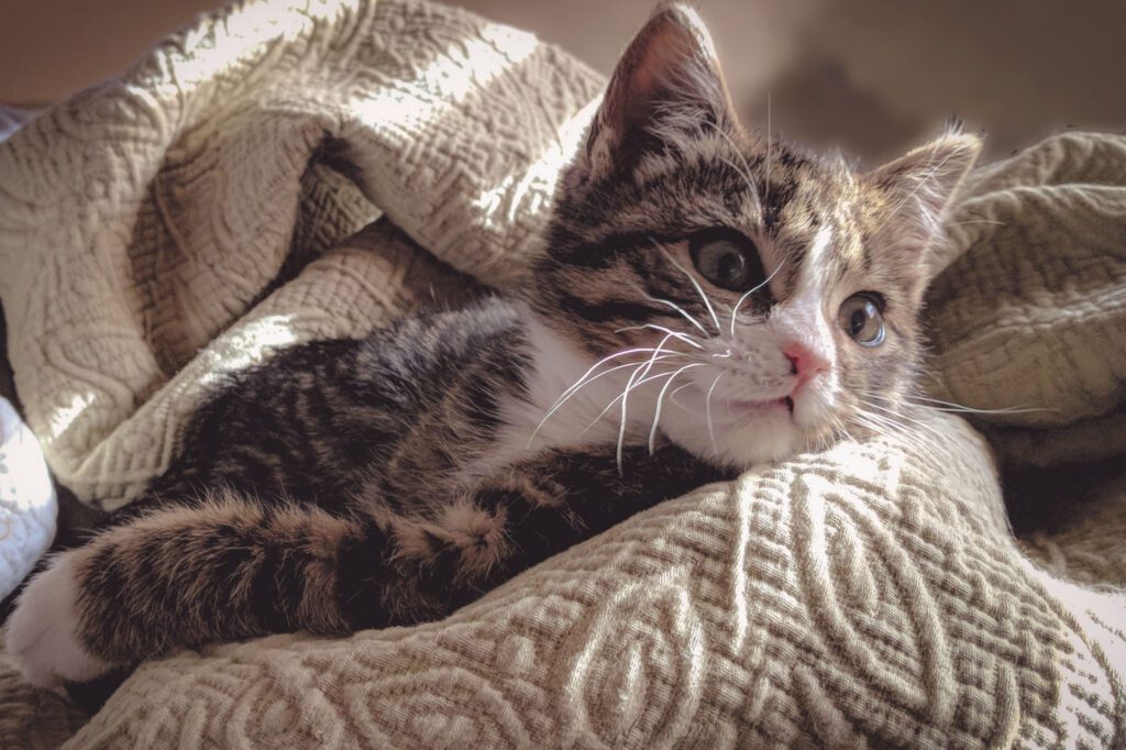 baby rolling eyes in sleep