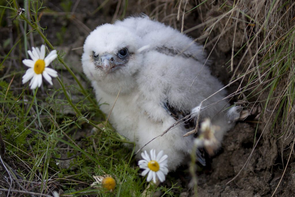nest baby sleeper